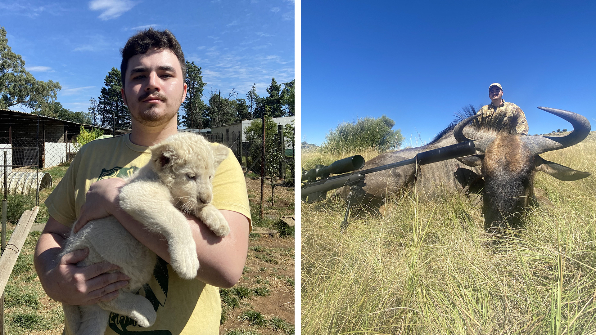 Max Mauer with lion cub and wildebeest