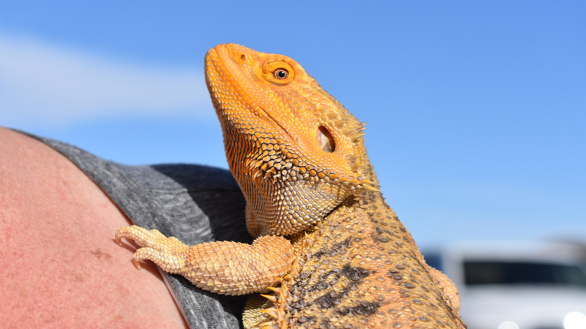 Bearded dragon